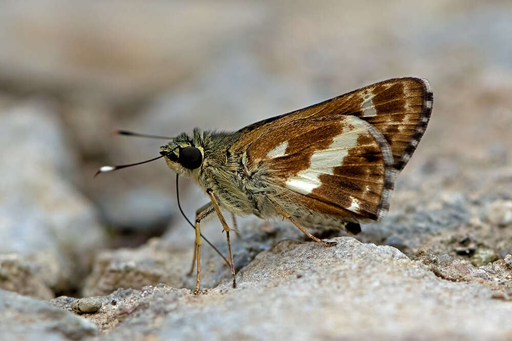 Image of Sebastonyma pudens Evans 1937