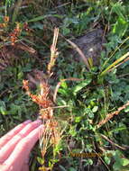 Image of <i>Epilobium billardiereanum</i>