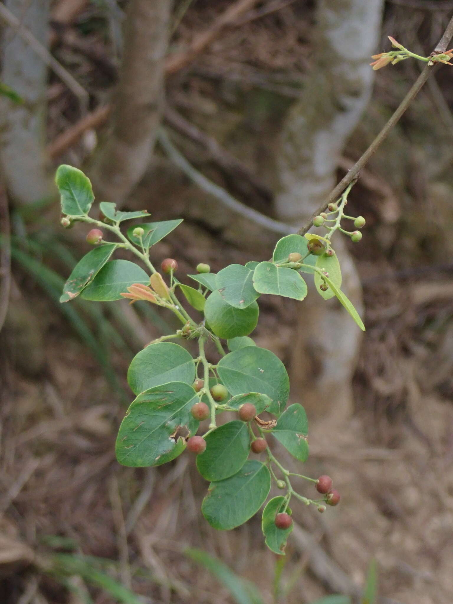 Image of Breynia vitis-idaea (Burm. fil.) C. E. C. Fisch.