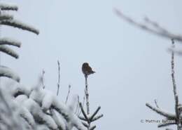 Image of Eurasian Pygmy Owl