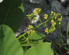 Image of European smoketree