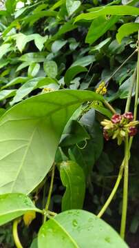 Image of Marsdenia macrophylla (Humboldt & Bonpl. ex Schultes) Fourn.