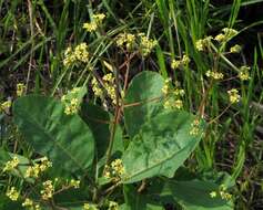 Image of European smoketree