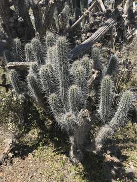 Image de Stenocereus fimbriatus (Lam.) Lourteig