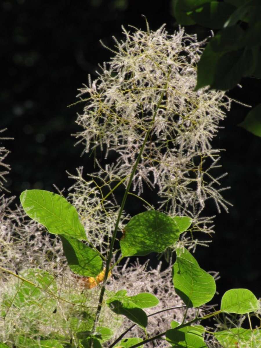 Image of European smoketree