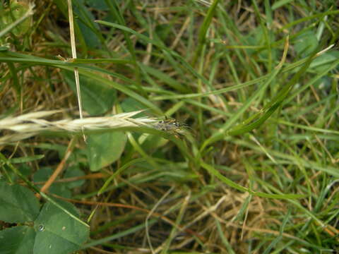 Image of Striped Oak Bug