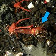 Image of roughpatch shrimp