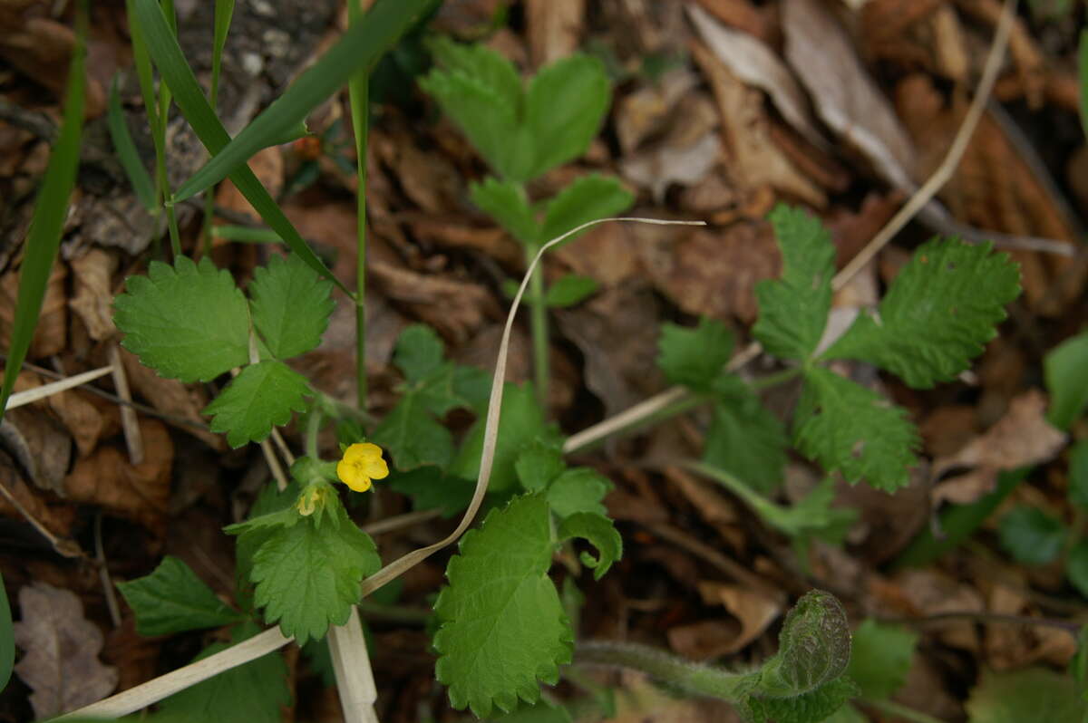 صورة Aremonia agrimonoides (L.) DC.