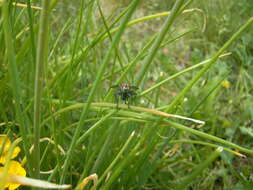 صورة Sarcophaga carnaria (Linnaeus 1758)