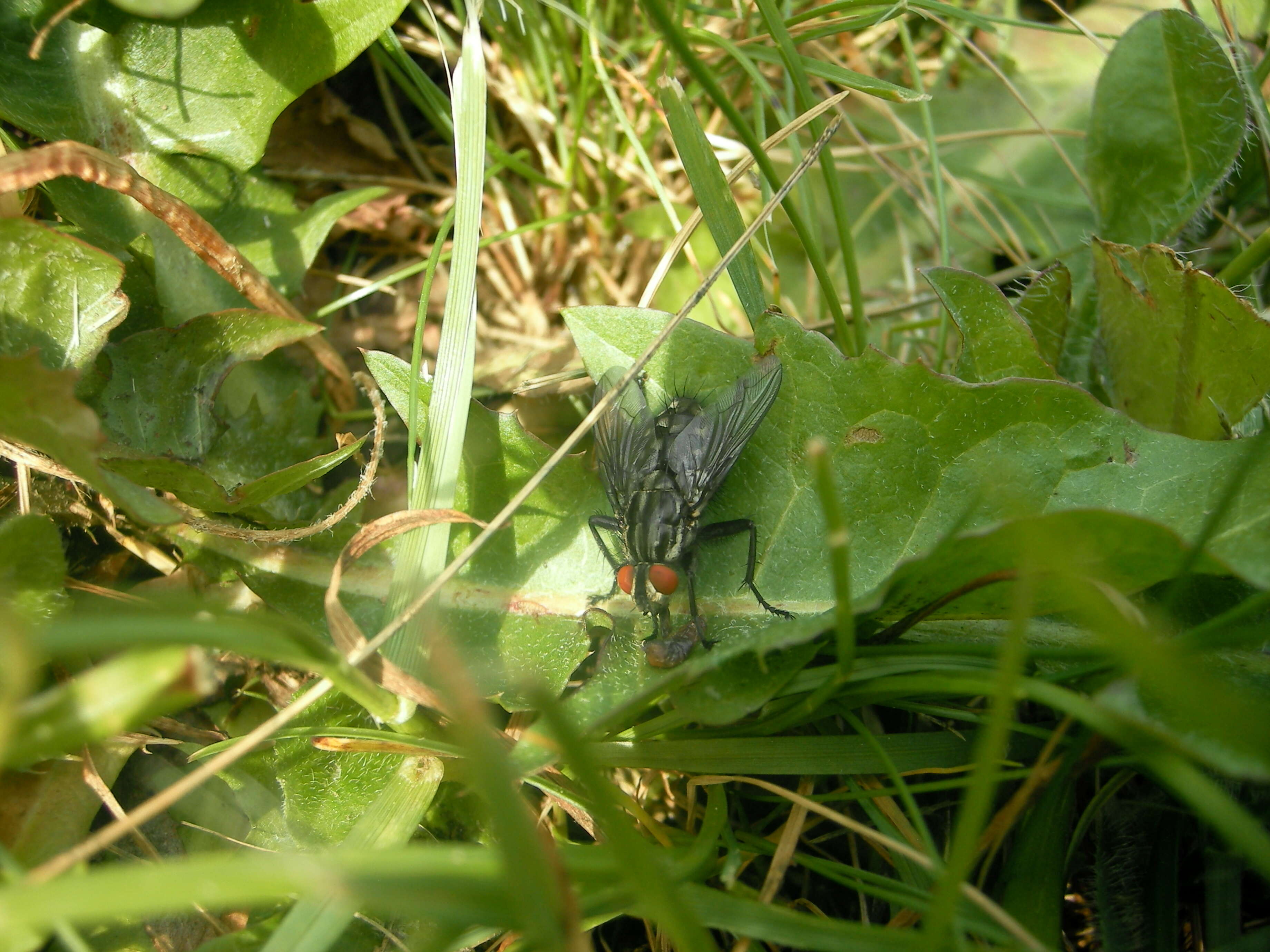 صورة Sarcophaga carnaria (Linnaeus 1758)