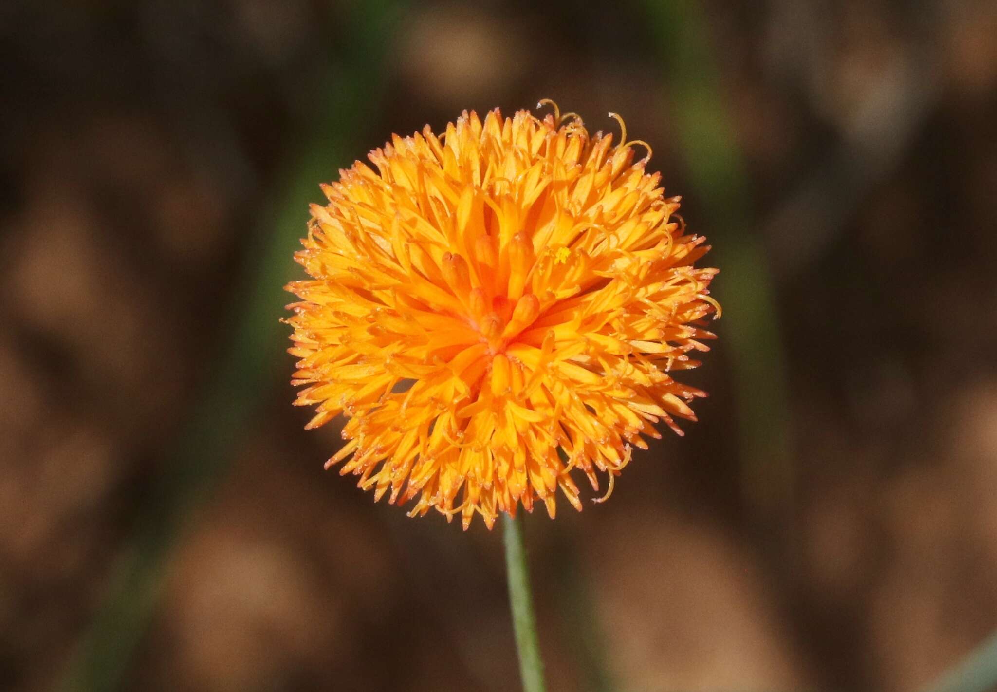 Image of Florida tasselflower