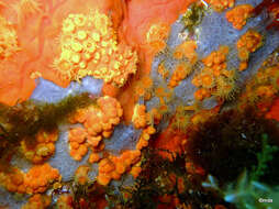 Image of bluish encrusting sponge