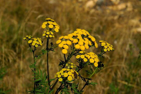 Image of common tansy