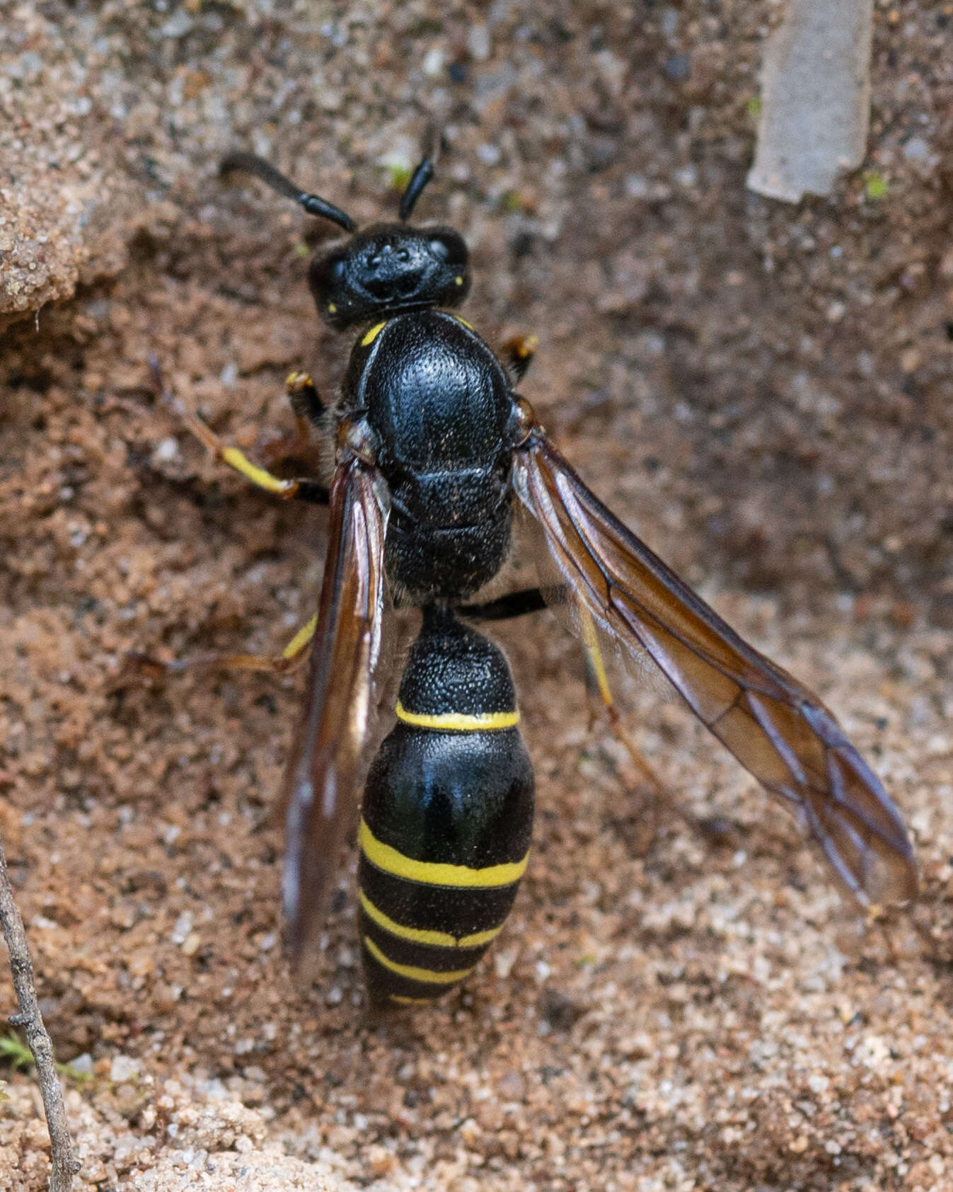 Sivun Symmorphus murarius (Linnaeus 1758) kuva