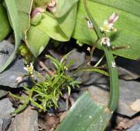 Image de Heliophila pectinata Burch. ex DC.