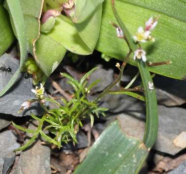 Image of Heliophila pectinata Burch. ex DC.