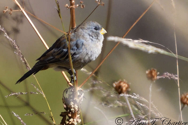 Image of Band-tailed Seedeater