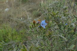 Image of Lobostemon trigonus (Thunb.) Buek