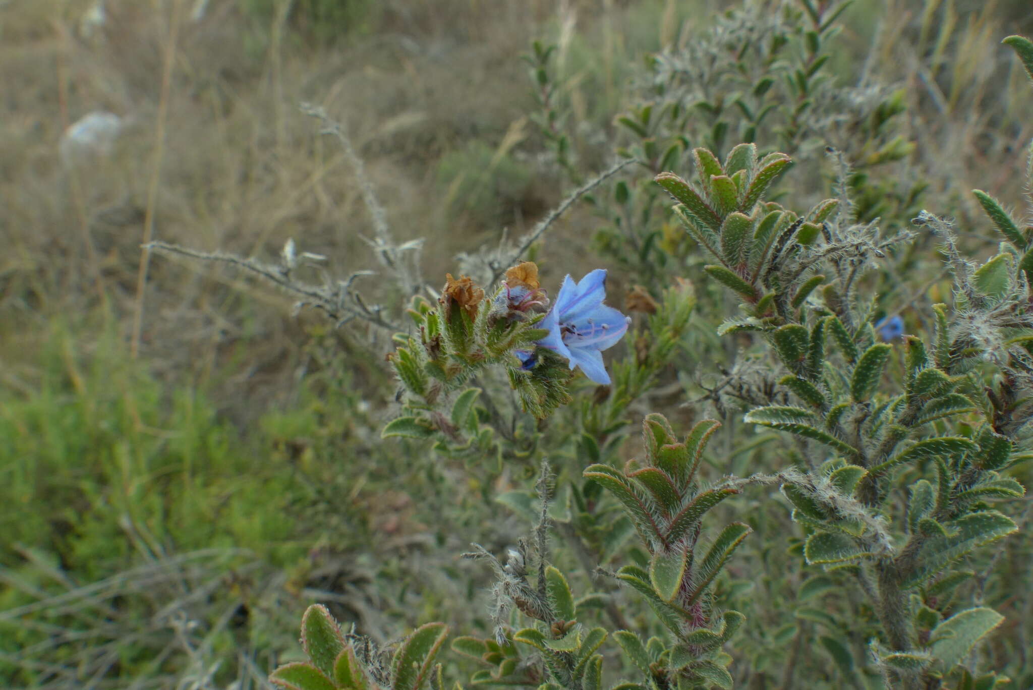 Image of Lobostemon trigonus (Thunb.) Buek