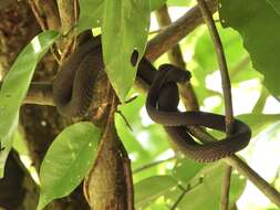 Trimeresurus purpureomaculatus (Gray 1832) resmi