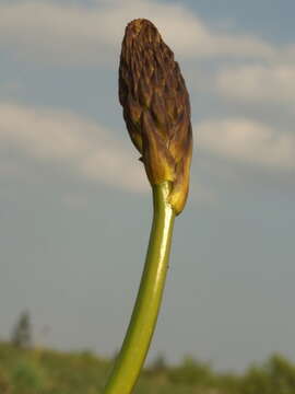 Image of White asphodel