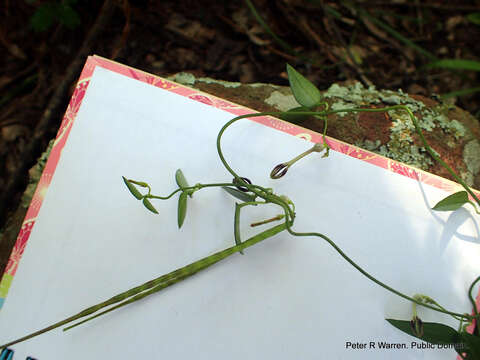 Image of Ceropegia linearis subsp. linearis