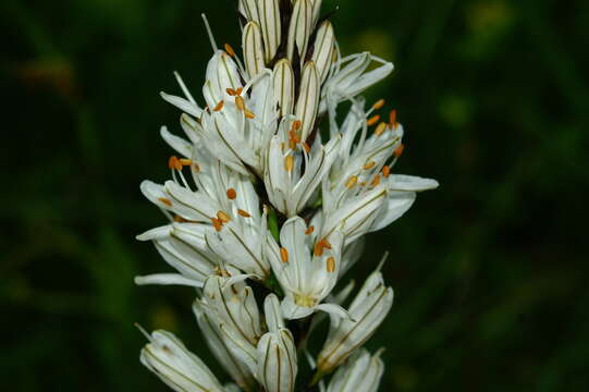 Image of White asphodel