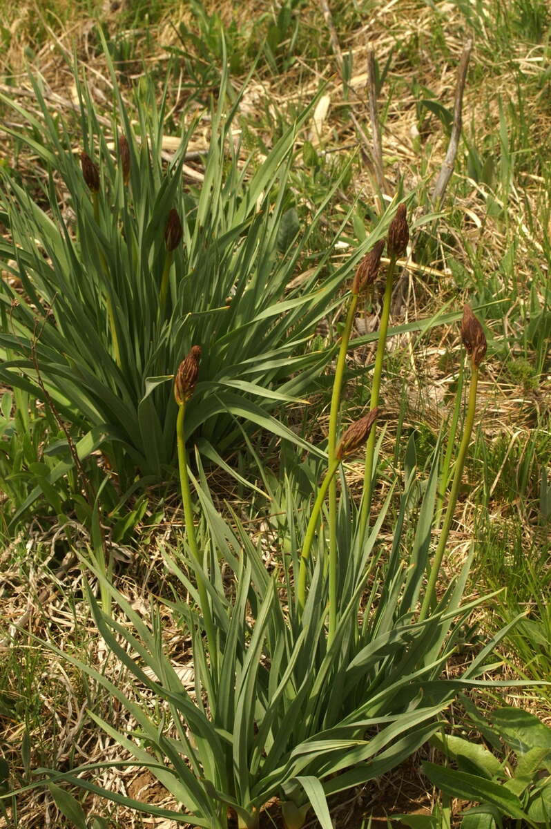 Image of White asphodel