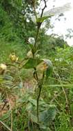 Image of Macleania pentaptera Hørold