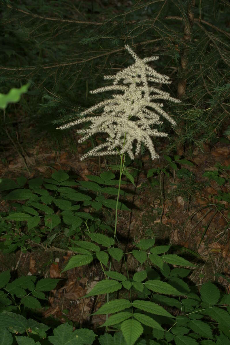 Image of bride's feathers