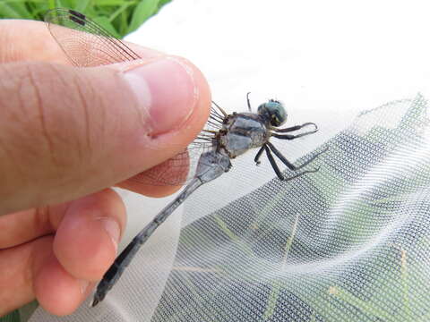 Image of <i>Orthetrum albistylum speciosum</i>