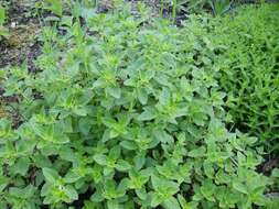 Image of oregano