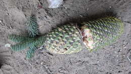 Image de Abies magnifica var. shastensis Lemmon