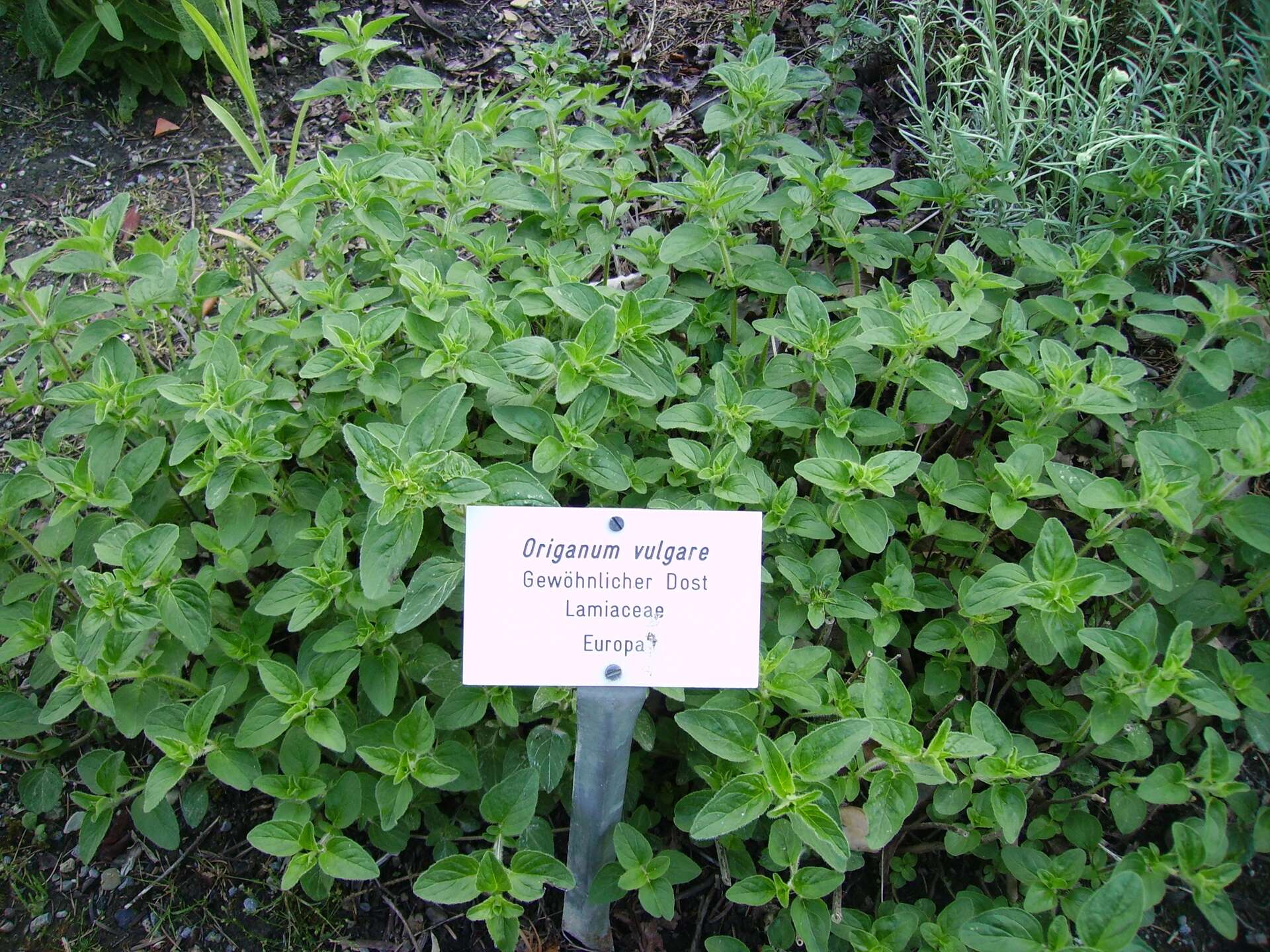 Image of oregano