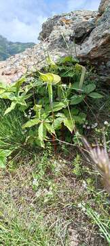 Image of Jacquemont's Cobra-Lily