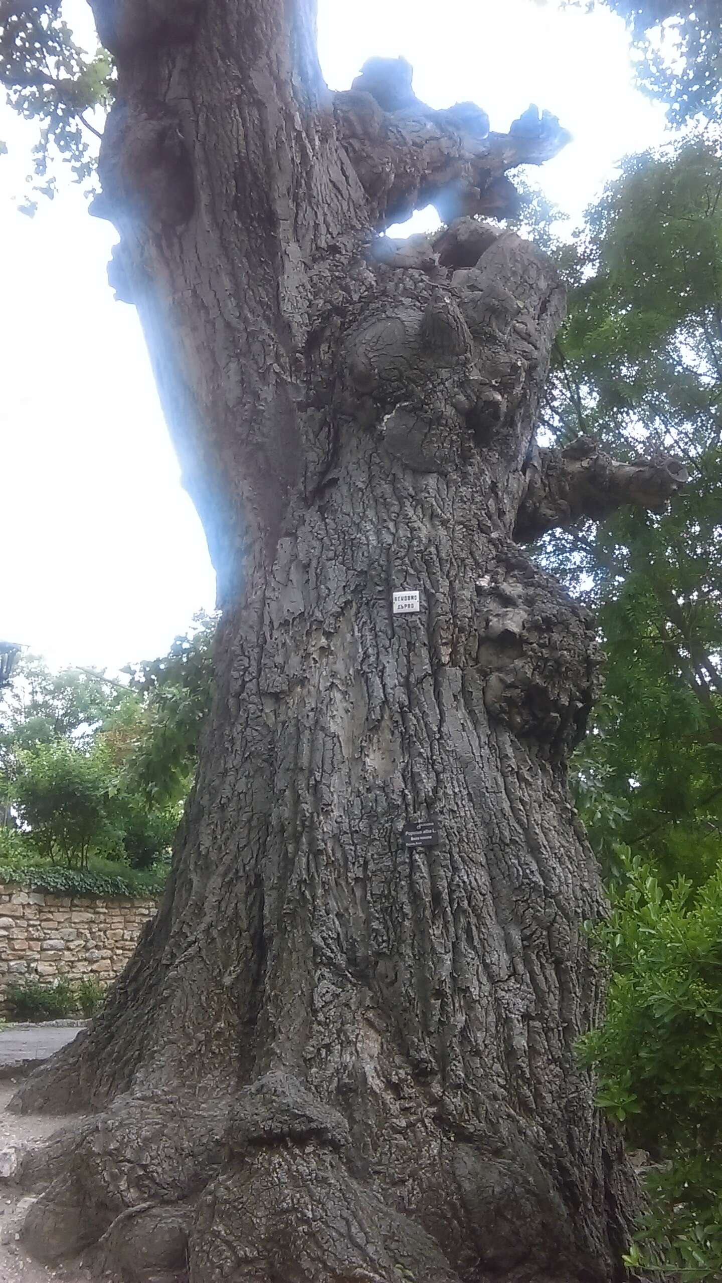 Image of White Poplar