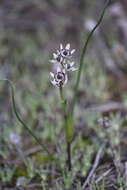 Image of Wurmbea dioica subsp. brevifolia R. J. Bates