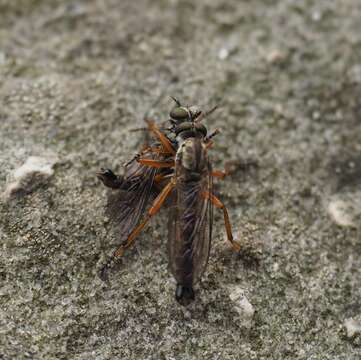 Image of Devon Red-legged Robber Fly