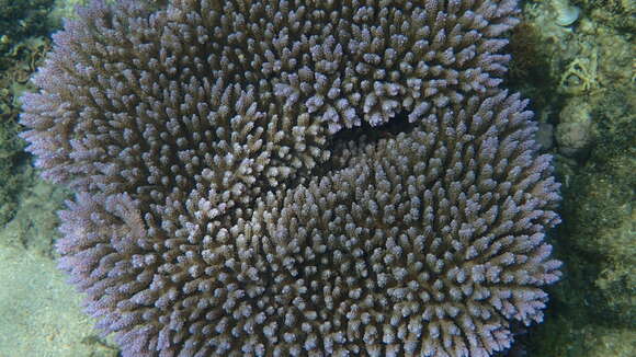 Image of Staghorn coral