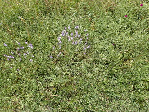 Image of Gulf vervain