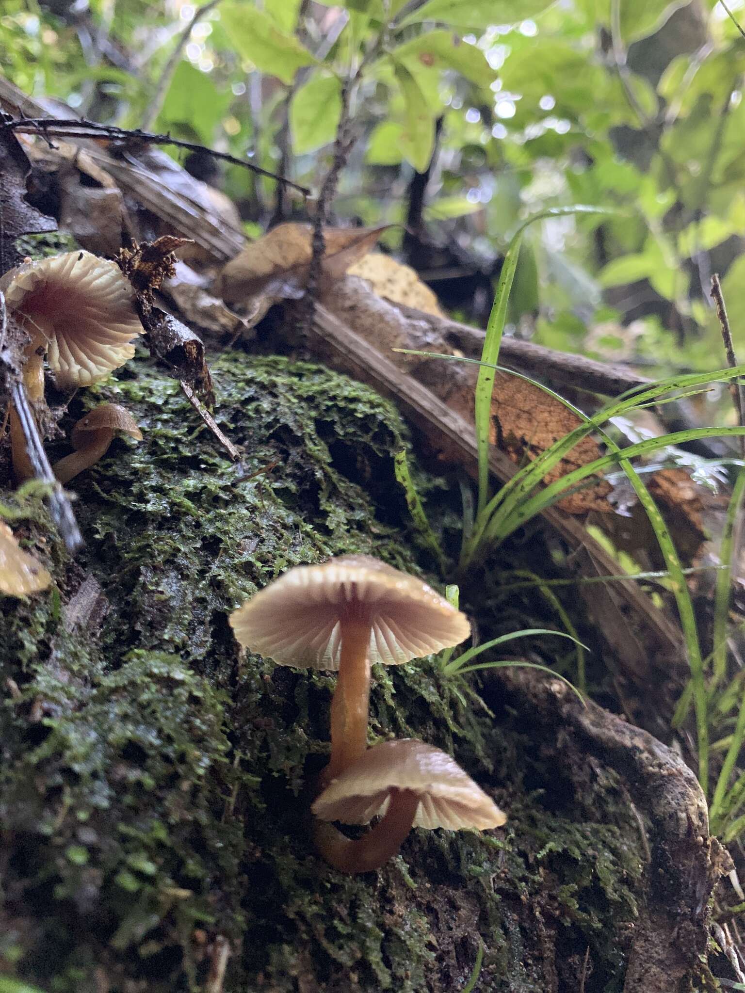 Hygrocybe lilaceolamellata (G. Stev.) E. Horak 1971的圖片