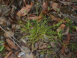 Cyperus gracilis R. Br.的圖片