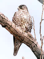 Image of Gyr Falcon