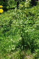 Image of Hedlundia austriaca (Beck) Sennikov & Kurtto