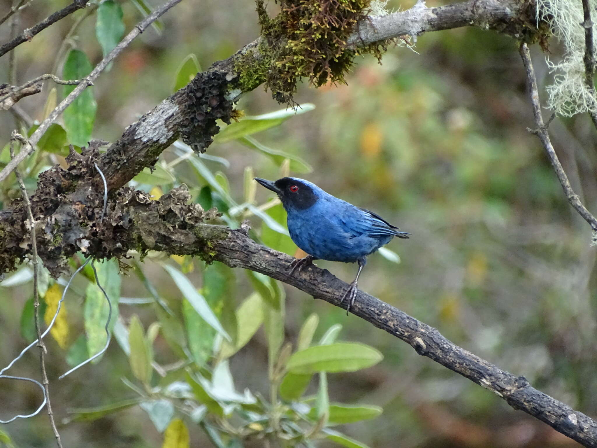 Image de Percefleur masqué