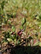 Слика од Ophrys fuciflora subsp. oxyrrhynchos (Tod.) Soó