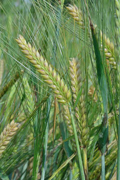 Image of common barley