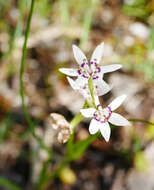 صورة Wurmbea dioica subsp. dioica