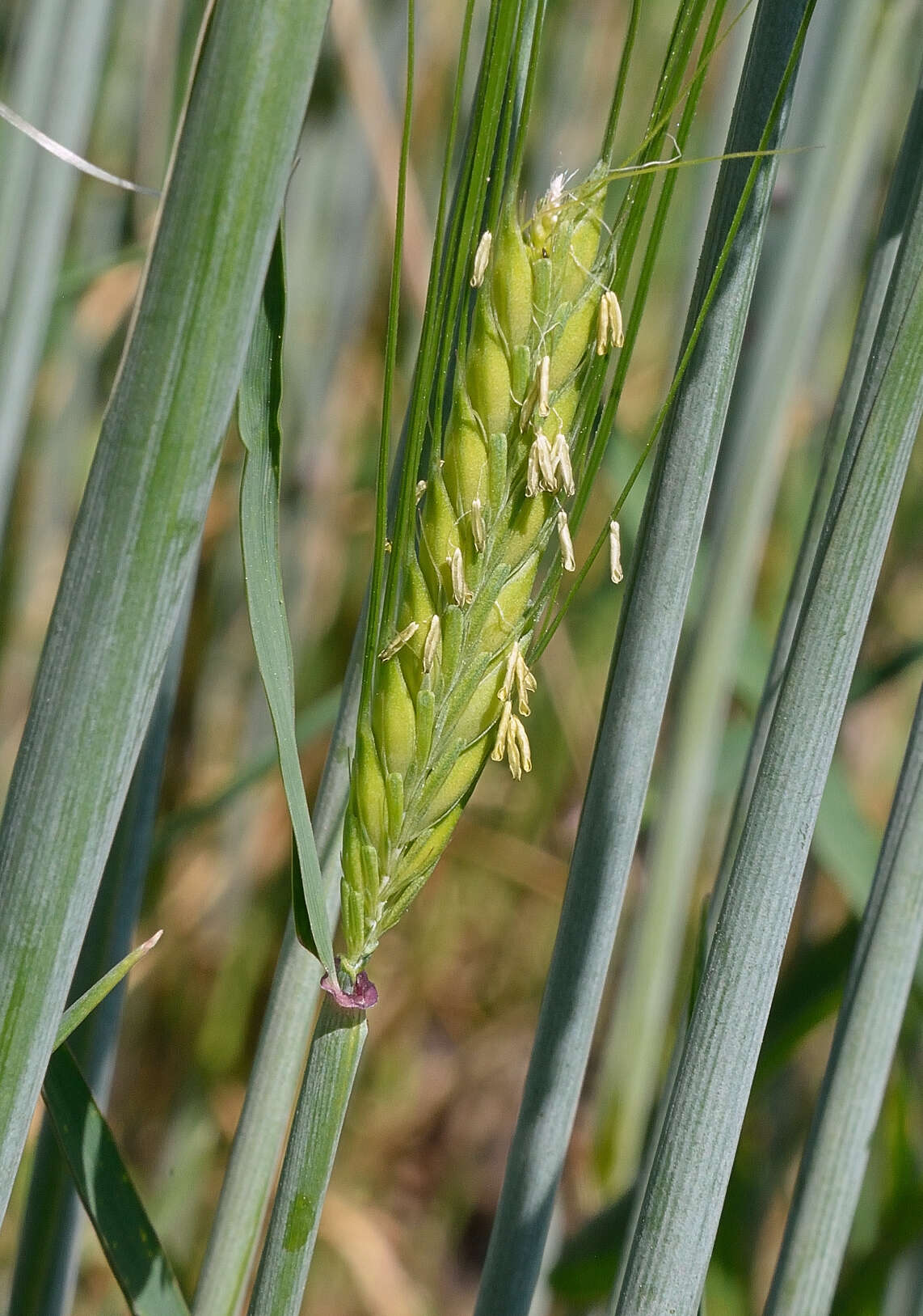 Image of common barley