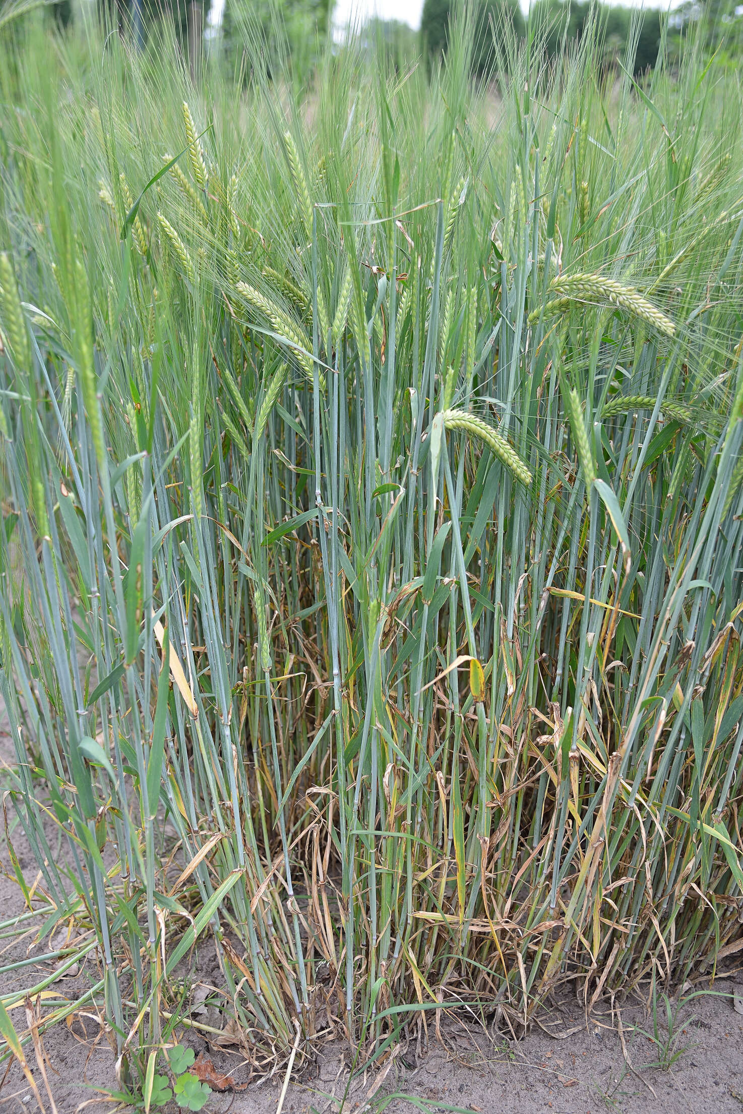 Image of common barley